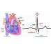 Detektor srdečního tepu